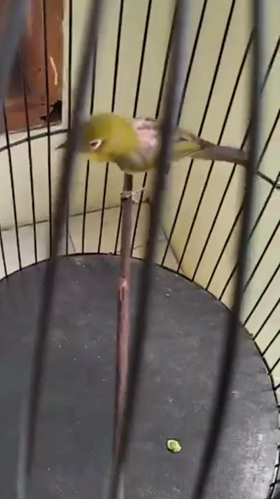 Pleci dakbal ko ga ada glondangan nya.