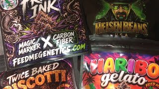 Popping beans 😀 Biscotti, Haribo Gelato, Fresh Ink(FeedMeGenetics) weddingcake Auto(Heinsenbean)