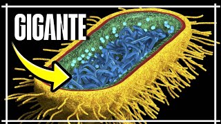 🚨ACONTECEU! Nasa acaba de encontrar Uma Bactéria MORTAL na ESTAÇÃO ESPACIAL (ISS)