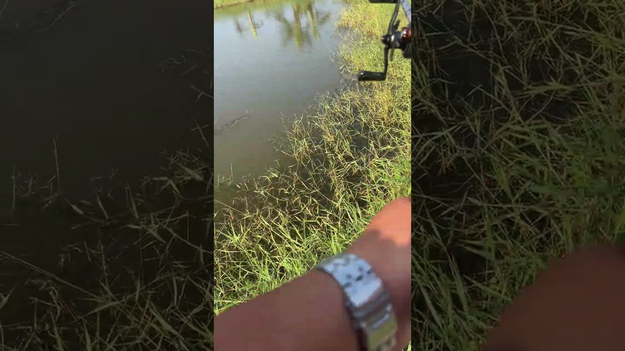 Báo hugo nha ae🎣🎣🎣