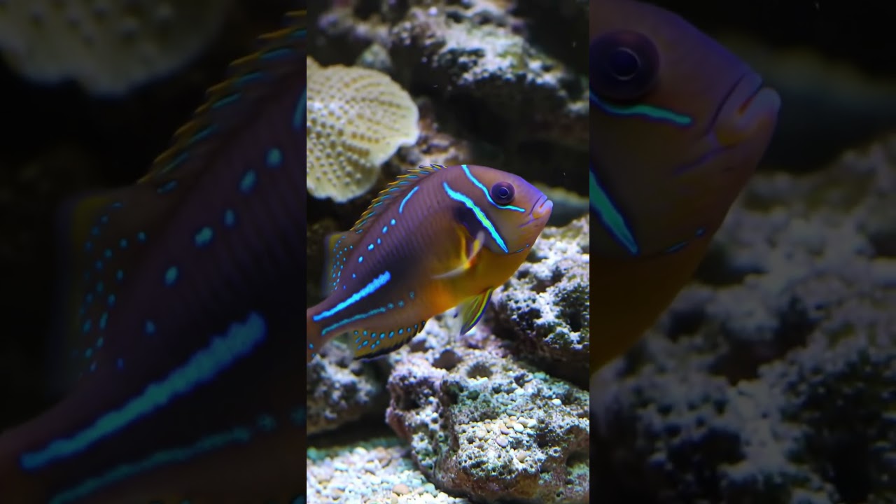 A Rainbow of Colors! The Stunning Yellow-flanked Fairy Wrasse 🌈
