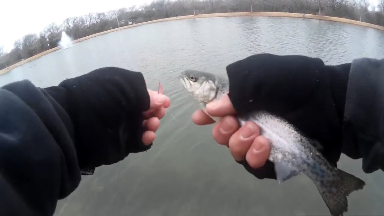 Frisco Commons Stocked Trout 2018 YouTube