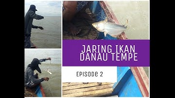 MANTAU IKAN PATIN DANAU TEMPE -Episode 2