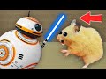 🤖Star Wars - BB-8 Hamster Maze with Traps 😱[OBSTACLE COURSE]
