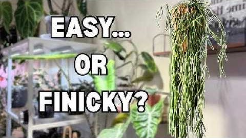 My Hoya Linearis Journey | Care Tips & Routine