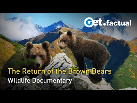 The Return of the Bears | Full Wildlife Documentary