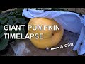 Giant Pumpkin Timelapse - the past 18 days of growth