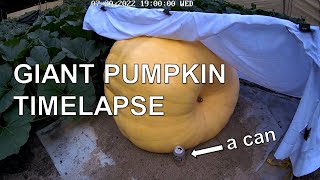 Giant Pumpkin Timelapse - the past 18 days of growth