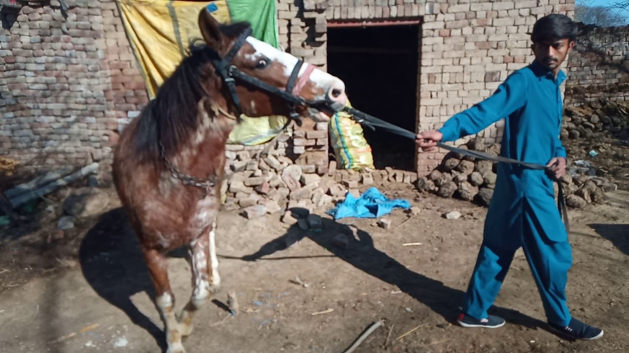 Horse for sale Punjab Pakistan YouTube