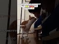 The Top 8 Funniest Pet Fails | #shorts #usa #pets