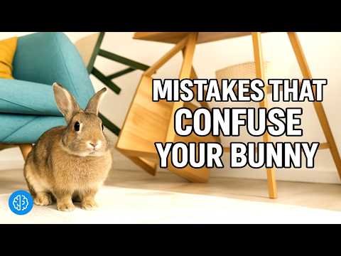 Izkušnja igranja v igralnici online: preizkusite Rabbit Road app!