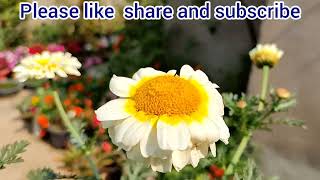 All About Daisy Flower Plant