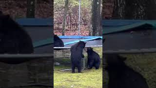 Bears Play On Backyard Trampoline! 🐻