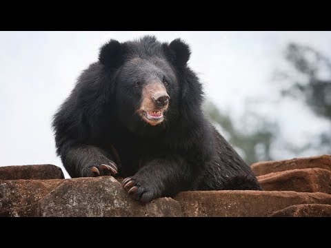 Black bear attacks Aspen hiker, woman OK... on Krystal 93 news