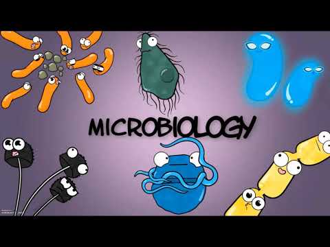 Video: Wat betekent morfologie van bacteriën?