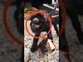 This animal can live forever 😱#animal #wildlife #shorts