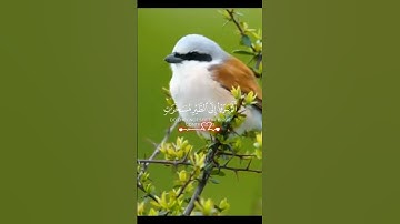 #اكسبلور تلاوه خاشعه للشيخ ياسر الدوسري 🎙️❤️ 🎧#الطير