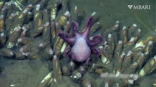 Deep relaxation: Chill out with these deep-sea octopuses