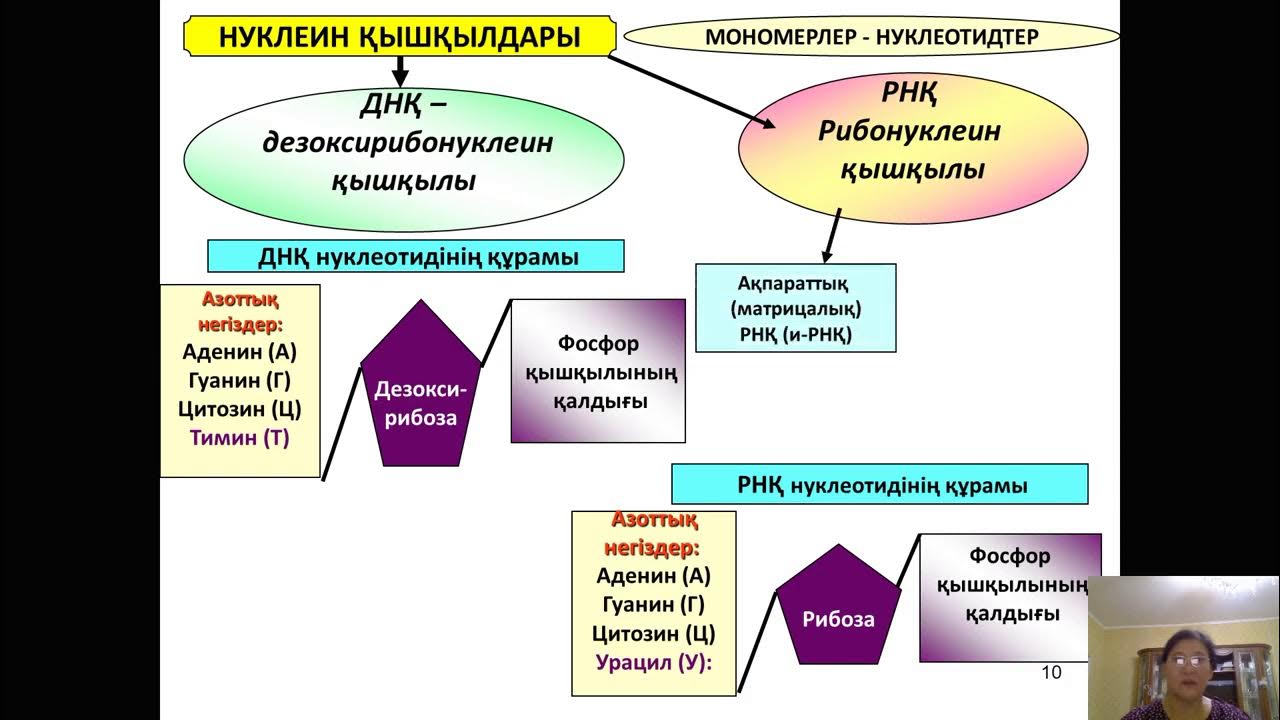 Нуклеин. РНҚ. Дезоксирибонуклеины. РНҚ моделі. Нуклеин кислоты КРН.