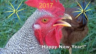 Have a Chicken New Year!