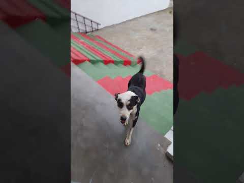 indian street dogs #edm #alanwalker #electronicmusic #music by KITTU AND MOM