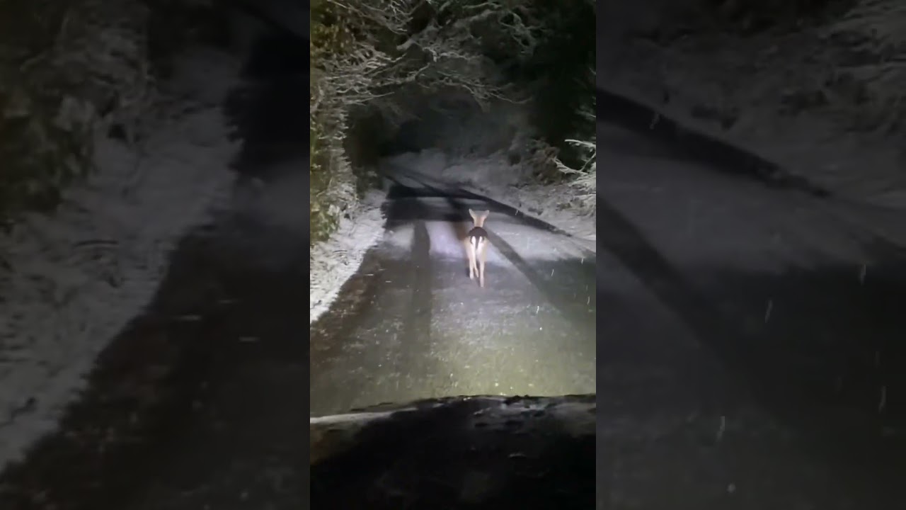 Beautiful scenes on #Dartmoor in #snow l welcomed by a deer who wanted to escort us onto the moor.