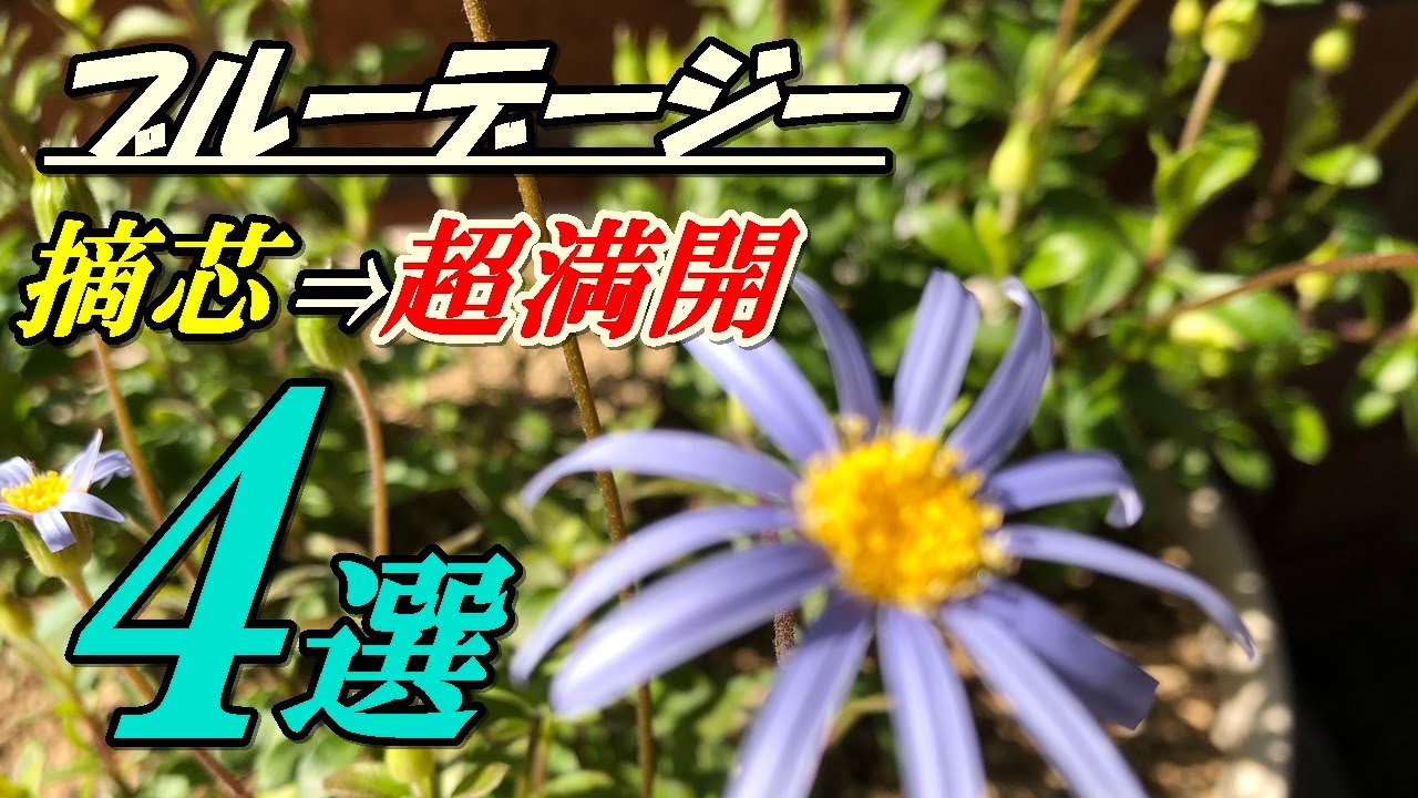 花 ブルーデージーの育て方 摘芯 Youtube