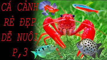 CÁ CẢNH RẺ ĐẸP DỄ NUÔI P,3 - SÀN CÁ CẢNH TV