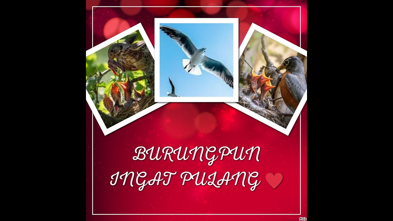 BURUNG PUN INGAT PULANG