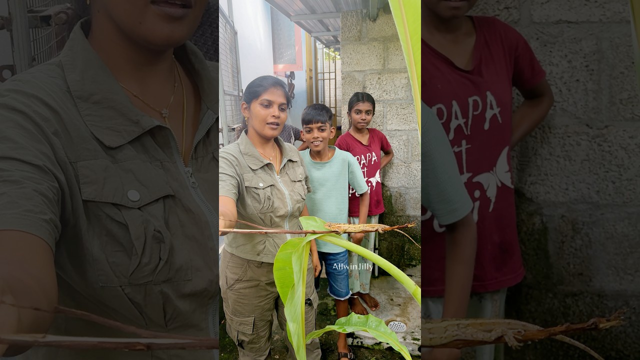 தொட்டிக்குள் விழுந்த மினி முதலை🦎Mini Crocodile Garden Lizard Rescue ஓணான் #nature #wildlife #kids