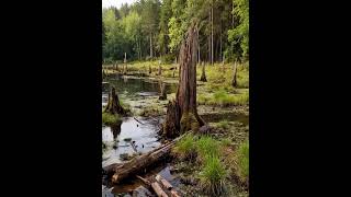 Magic of the Ancient Forest Swamp