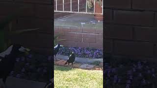 Feed The Magpies Beef