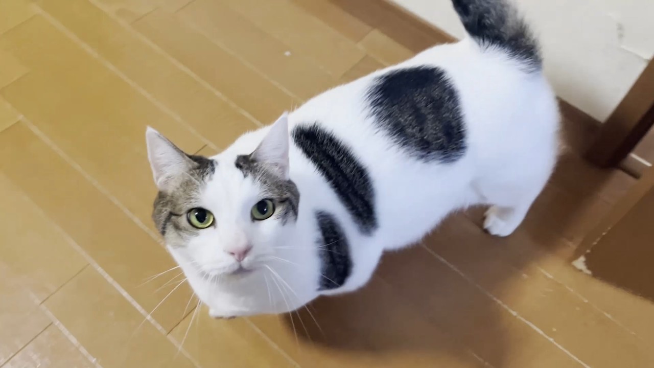 A cat that can't go to the bedroom or for walks, eats in anger
