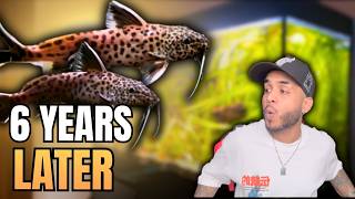 I Kept This Fish For 6 Years... Was It Worth It? Synodontis Petricola