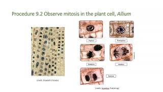 Mitosis and Meiosis Lab - Part 2