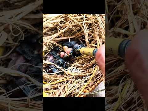 They Never Forgot The Man Who Saved Them 🐦❤️