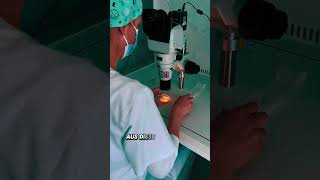 Was Passiert Mit Deinen Eizellen Nach Der Punktion?