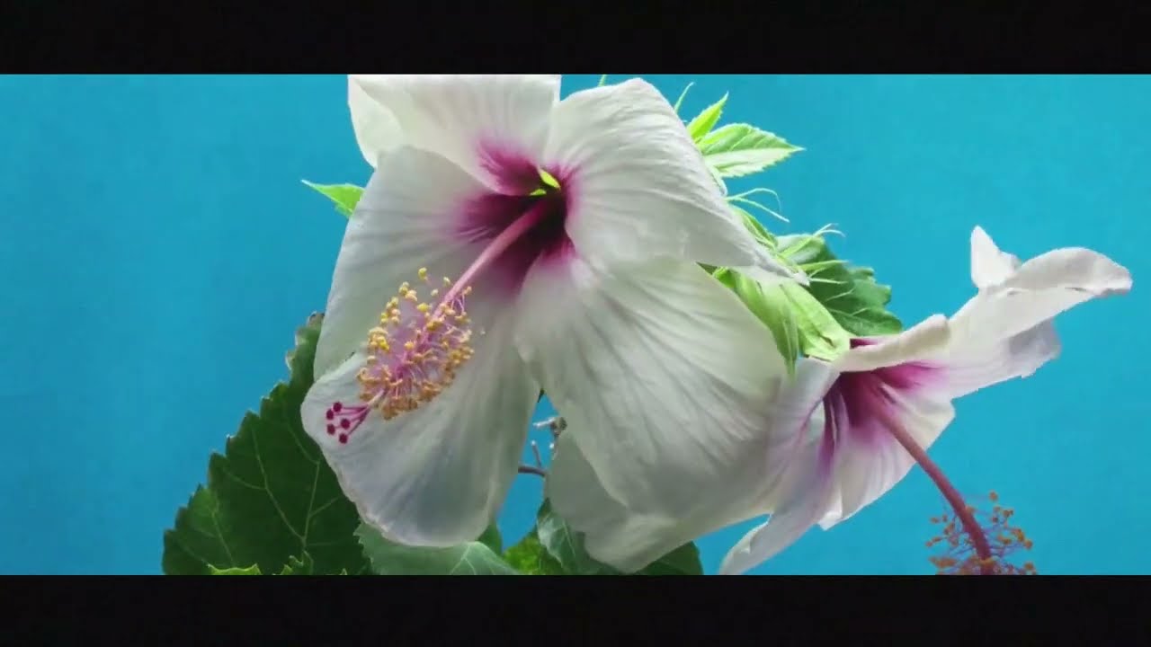 [Bệnh viện Thẩm mỹ Apex] Thay đổi đầy hứng khởi, phẫu thuật thẩm mỹ mùa xuân ở đâu? Bệnh viện Thẩm mỹ Apex