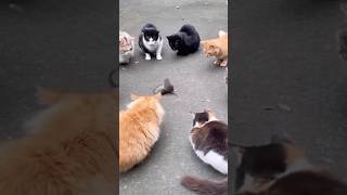 Two mice decided to fight to prove who’s stronger. #mouse #cat
