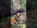 Proses penebangan kayu waru yang terlalu beresiko