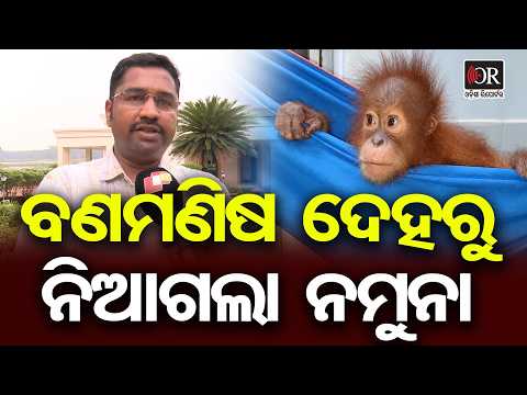 ସ୍ବାସ୍ଥ୍ୟ ପରୀକ୍ଷା ପାଇଁ ବଣମଣିଷ ଦେହରୁ ନିଆଗଲା ନମୁନା | Odisha Reporter