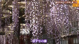 春日大社 フジの花 見ごろ Youtube