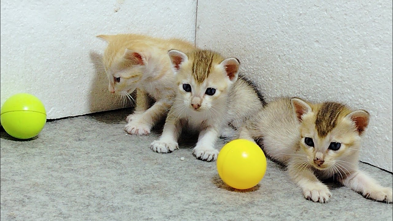 Daily life of a mom cat । Mom cat takes care baby kittens, washing