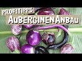 Auberginen anbauen - Tipps vom Profi