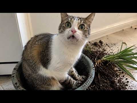 Cat Said “I Have No Idea Who Did This” 😂 | Funny Cat Reactions Try Not To Laugh
