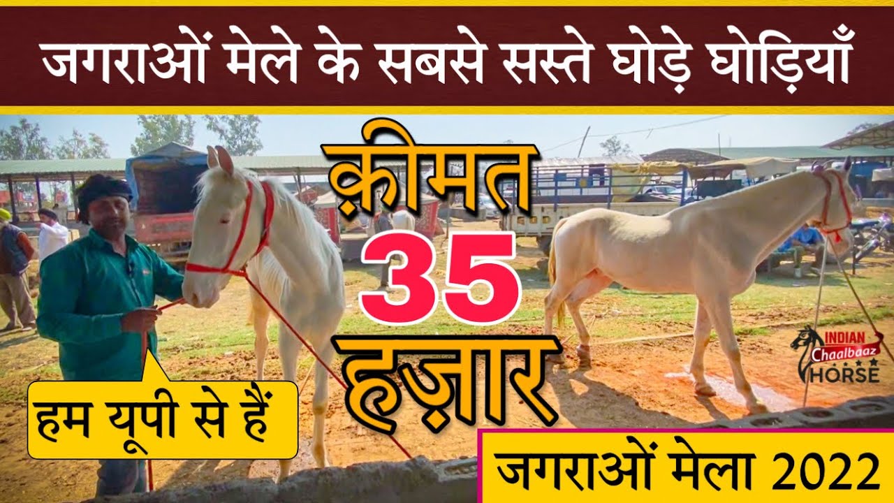जगराओं मेले के सबसे सस्ते घोड़े घोड़ियाँ (Jagraon Mela Punjab 2022)