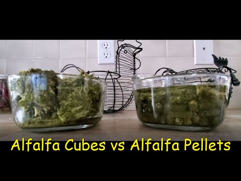 Video: Bør alfalfa-pellets bløtlegges?