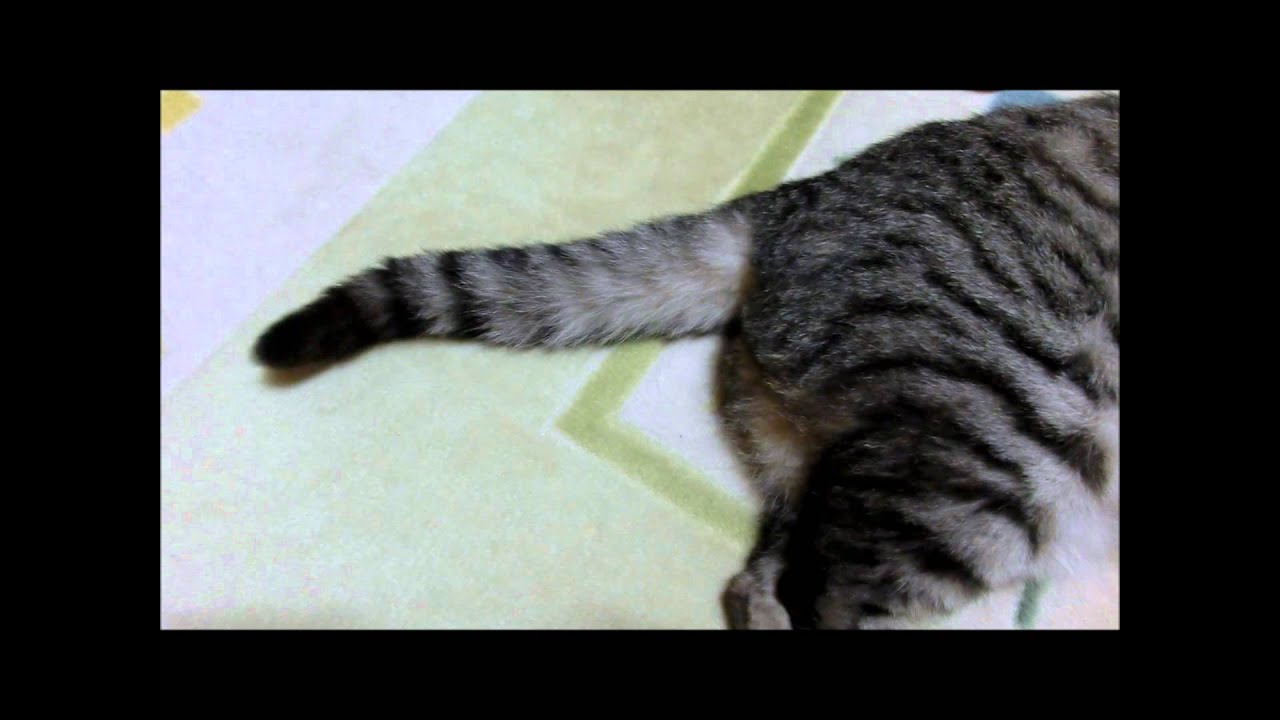 名前を呼ぶとシッポを振る猫 Youtube