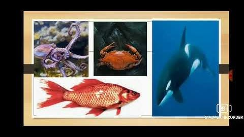 Class 3  Environmental Studies  Chapter - 7  The Animal World