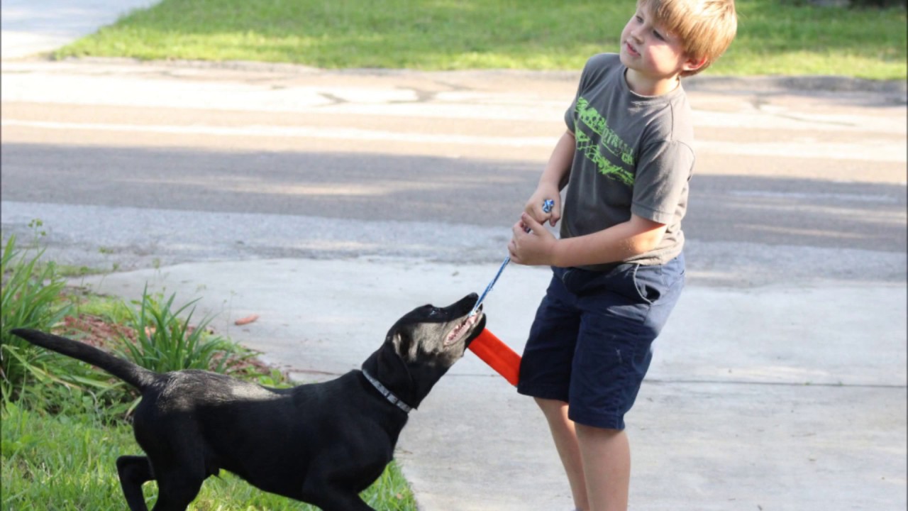 Little Boys and Dogs YouTube